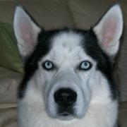 Siberian